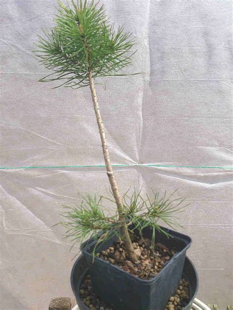 Как пересадить сосну: из леса на участок, весной и летом, осенью, когда ...