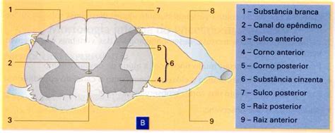 Corte Transversal Da Medula Espinhal - Morfológia II - Uniube: Corte Transversal da Medula Espinhal