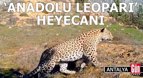 Akdeniz ve Ege de Anadolu leoparı heyecanı