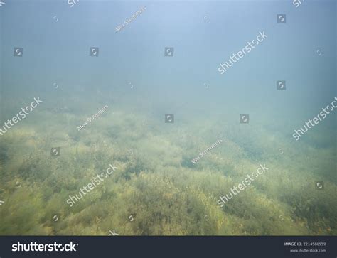 Panoramic Underwater View Forest River Plants Stock Photo 2214586959