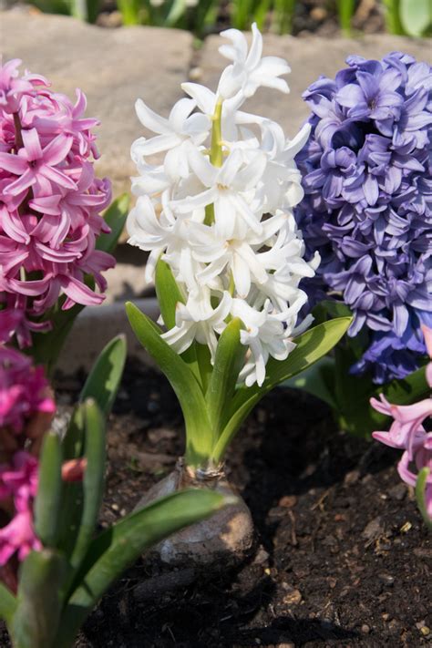 Garten Navi Garten Hyazinthe Hyacinthus Orientalis Sorten