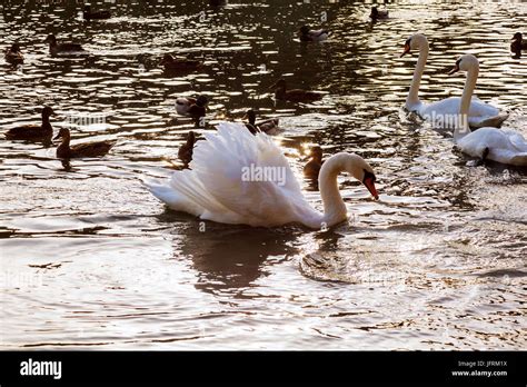 Schwimmende schwanenfamilie Fotos und Bildmaterial in hoher Auflösung