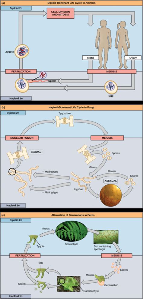 Sexual Reproduction Introductory Biology Evolutionary And Ecological