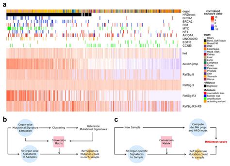 Analysis Of Samples With High Mutational Burden Of RefSig 3 And