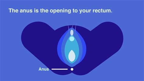 Female Anatomy Sex Education Real Anatomy External Genitalia Vagina Vulva Clitoris