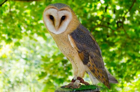 Animal Free Stock Photo - Public Domain Pictures