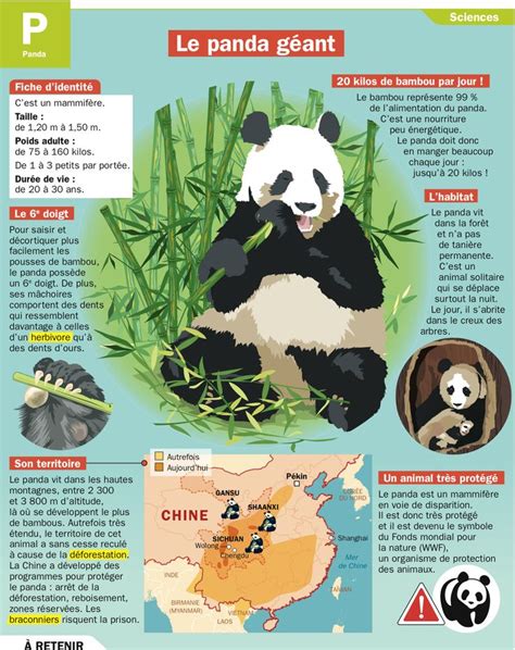 Educational infographic : Le panda géant - InfographicNow.com | Your ...