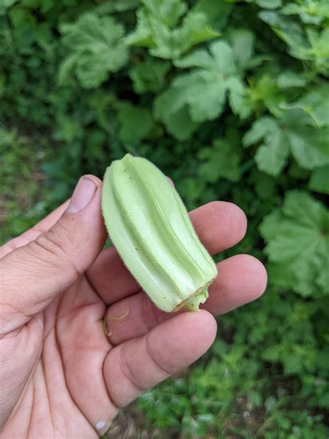 Iraqi Bamia Okra Experimental Farm Network Seed Store