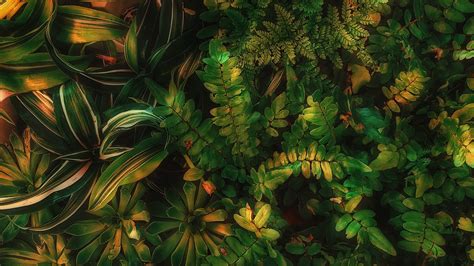 Обои Шон Форест зеленый эстетика, зеленый, наземное растение ...