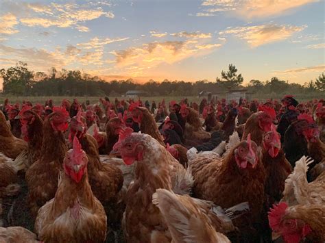 Louisiana farmers adapt to a changing climate