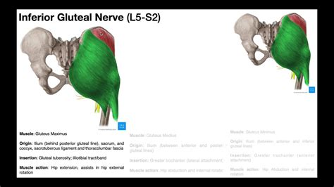 The Gluteal Muscles Structure Origins Insertions Actions And