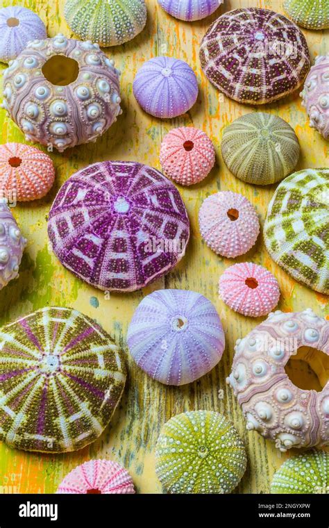 Sea Urchin Collection Stock Photo Alamy