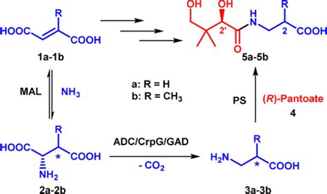 Modular Enzymatic Cascade Synthesis Of Vitamin B5 And Its Derivatives Abidin 2018