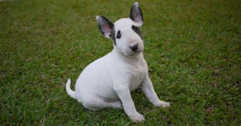 Miniature Bull Terrier Imp World