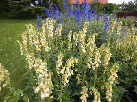 Gelber Fingerhut Digitalis lutea Heilpflanze Bauerngartenpflanze