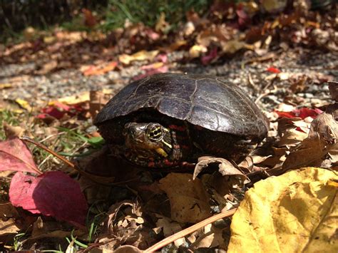 The Exploring Joara Foundation...”unearthing the forgotten past” added