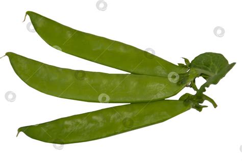 зеленая стручковая фасоль или горошек, выделенные на белом фоне, шаблон ...