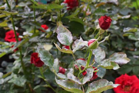 Common Types Of Rose Disease And How To Deal With Them Handy Gnome