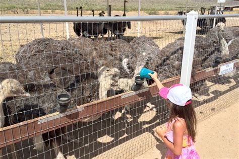 Rooster Cogburn Ostrich Ranch Arizona roadside attraction - Brie Brie