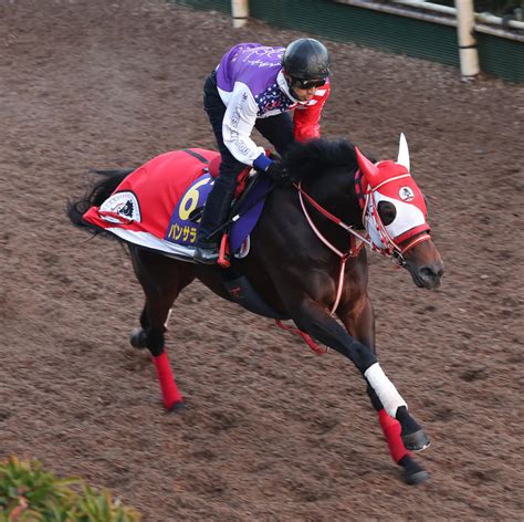 【毎日ベスト3】明神記者が選ぶジャパンcの栗東追い切りベスト3 毎日ベスト3 競馬コラム写真ニュース 日刊スポーツ