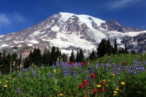 🔥 40 Mount Rainier Meadow Flowers Wallpapers Wallpapersafari