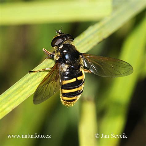Pestřenka tichá | Naturfoto.cz
