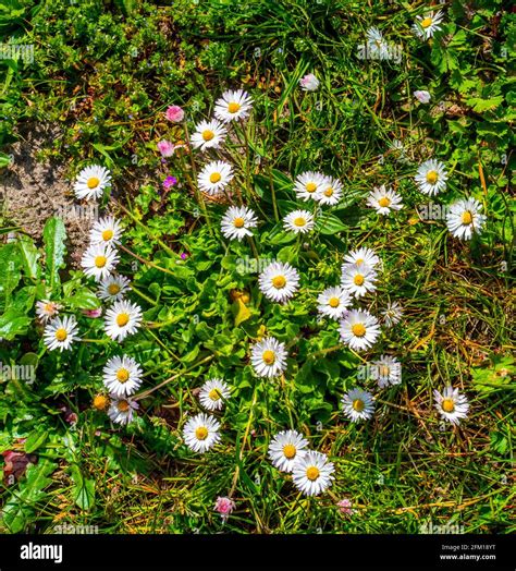 Common Daisies In The Grass Bellis Perennis Stock Photo Alamy