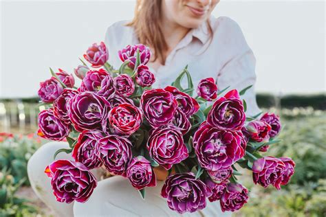 Tulipán Dream Touch · Loukykvět