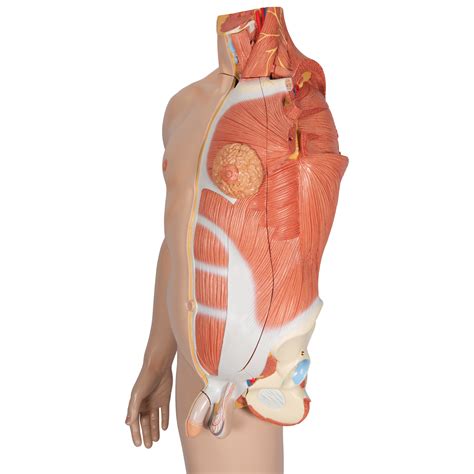 Life Size Dual Sex Human Figure Half Side With Muscles Part B Smart Anatomy SEM Trainers