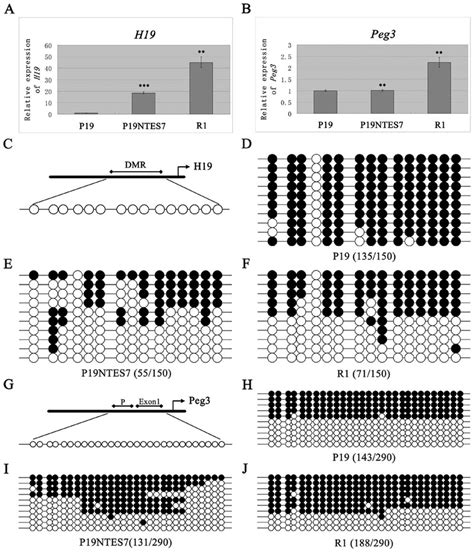 The Expression Analysis Of H Peg And Dna Methylation Analysis Of