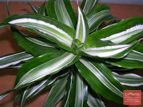 Драцена фрагранс 'Канзи' — Сад "сад на подоконнике" — Анна Лезговка ...