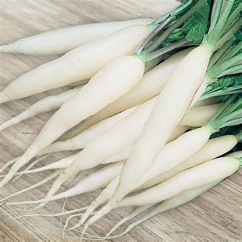 50 Radish White Icicle Seeds Easy To Plant Only 25 35 Etsy Canada