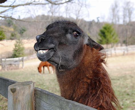 Camera On King And Aurora Llama Scientific Name Glama Lama