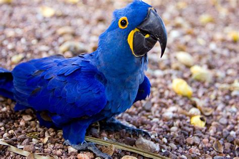 Ararinha Azul Onde Vive - 7