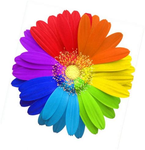 Как выглядит цветик семицветик фото