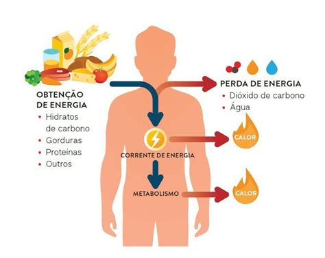 As Reações Metabólicas E Bioquímicas Ocorrem Dentro Da Célula