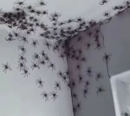 Centenas de aranhas invadem casa na Austrália e surpreendem moradora