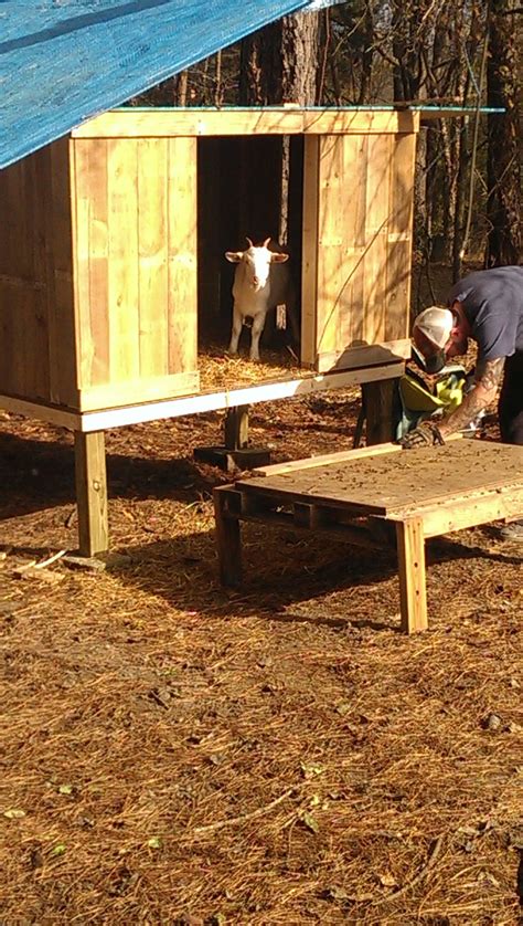 Pallet Goat Shed
