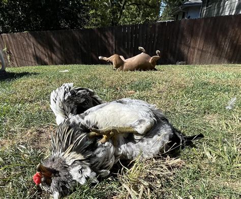 Yes, it’s that kind of day !! : r/BackYardChickens