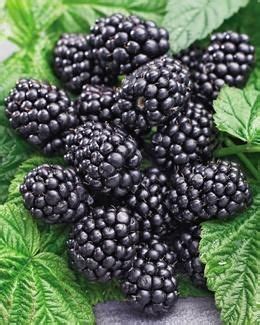 Как посадить ежевику правильно? | Blackberry, Berries, Berry plants