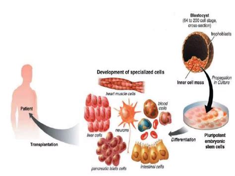 Stem Cell Culture Ppt Free Download