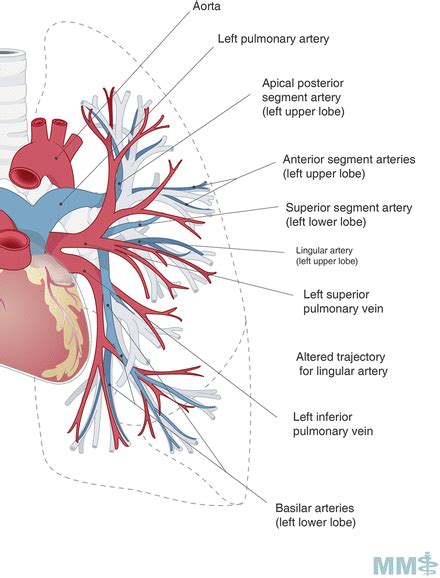 Lung Vascular Anatomy