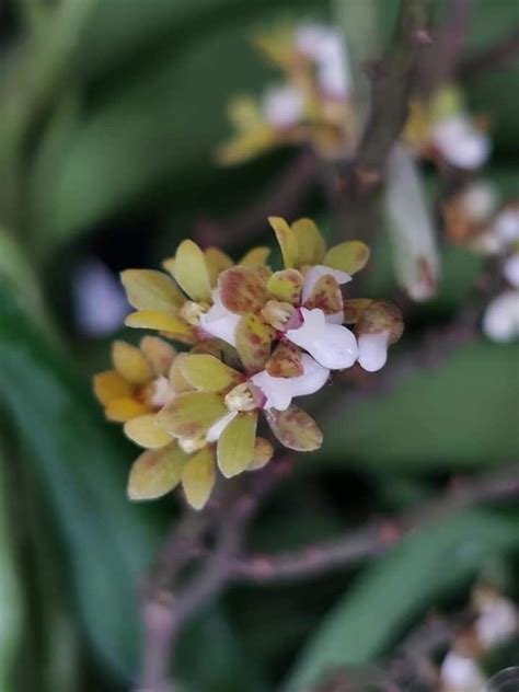 Pomatocalpa Angustifolium Furniture And Home Living Gardening Plants