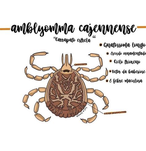 maariveterinaria shared a photo on Instagram Amblyomma cajennense é