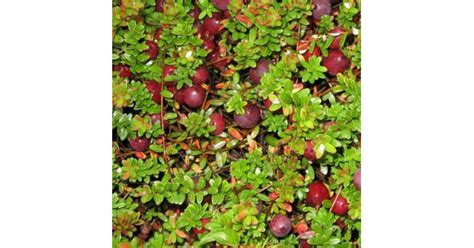 Клюква крупноплодная Бен Лир купить в интернет-магазине Чистый Мир.