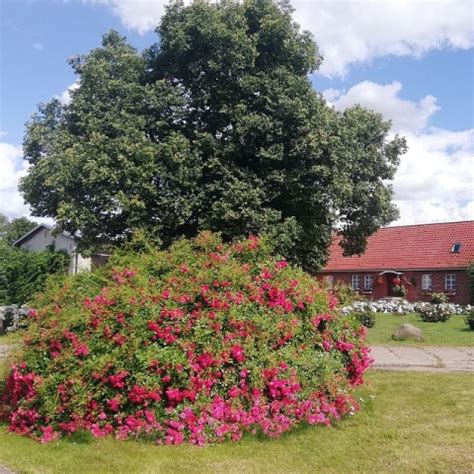 Rose Rody online kaufen | Rosen Tantau