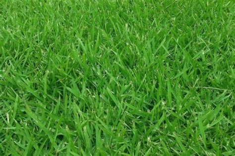 When To Plant Zoysia Grass In Texas