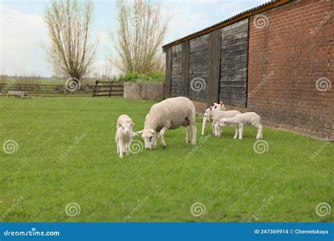 Hermosas Ovejas Con Lindos Corderos En El Corral Foto De Archivo