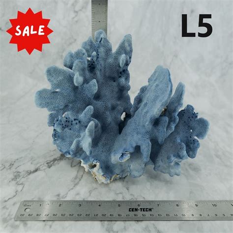 Blue Coral 10-12" – Salt Flat Trading Co.