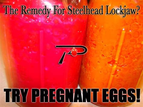 The Remedy For Steelhead Lockjaw Try Pregnant Eggs Pautzke Bait Co